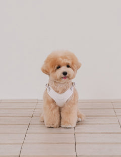 Breeze Walk Harness X-Type 3 Colors