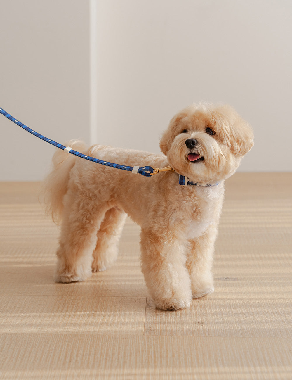 Stella Check Collar 2 Colors