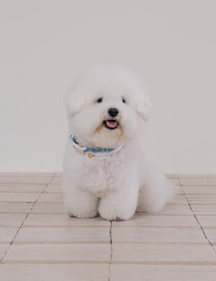 Breeze Walk Collar 3 Colors