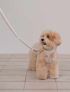 Breeze Walk Hands-Free Leash 3 Colors