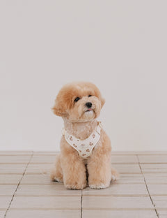 Bear Bebe Harness X-Type 3 Colors
