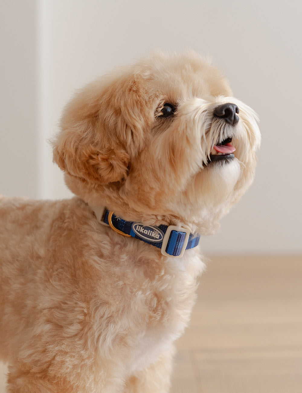 Stella Check Collar 2 Colors