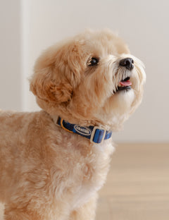 Stella Check Collar 2 Colors