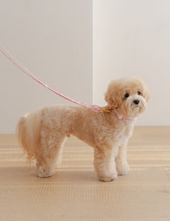 Star Pop Dot Collar 2 Colors