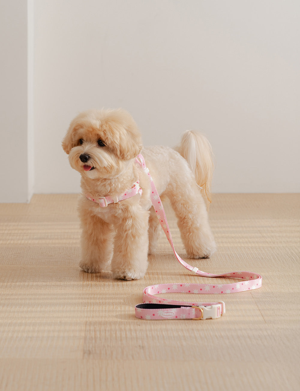 Star Pop Dot Hands-Free Leash 2 Colors