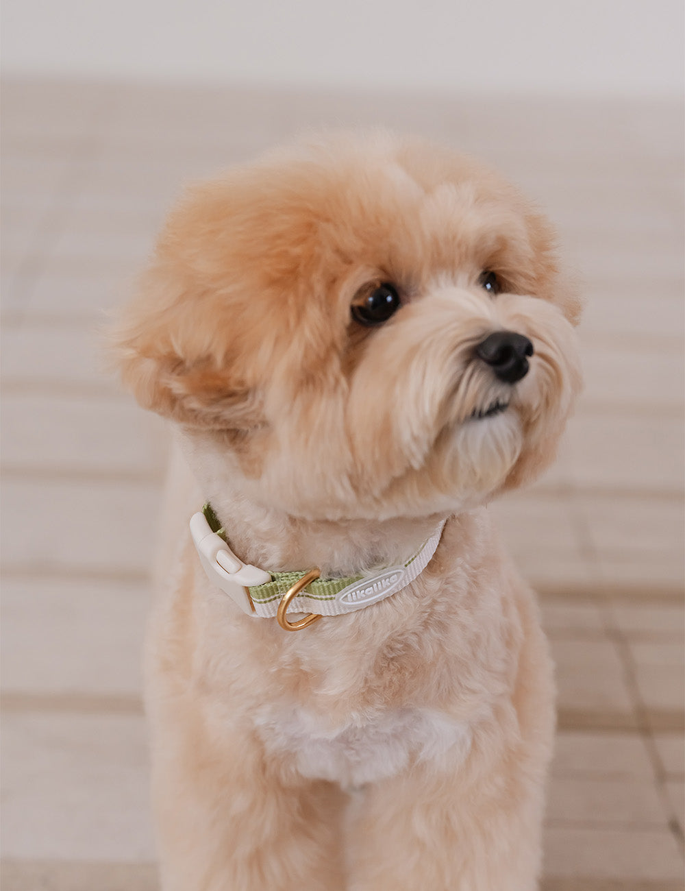 Breeze Walk Collar 3 Colors