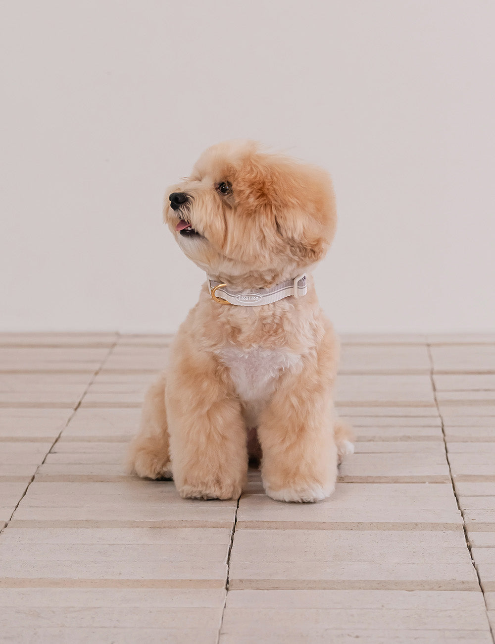 Breeze Walk Collar 3 Colors