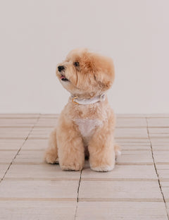 Breeze Walk Collar 3 Colors