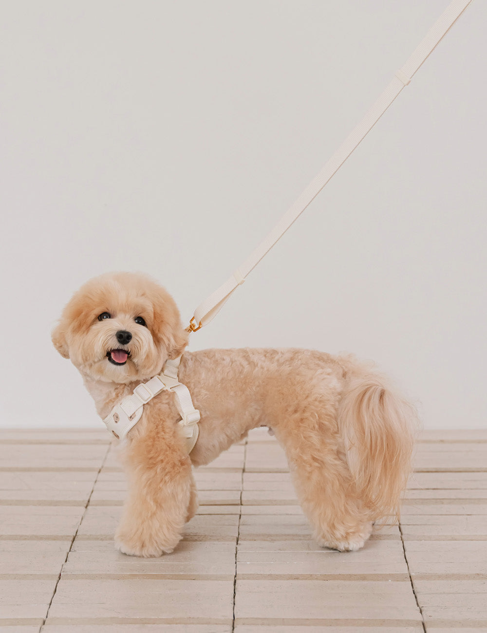 Bear Bebe Hands-Free Leash 3 Colors