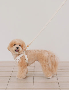 Bear Bebe Hands-Free Leash 3 Colors