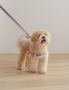 Stella Check Harness L-Type 2 Colors