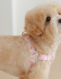 Star Pop Dot Harness L-Type 2 Colors