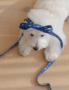 Stella Check Harness Leash 2 Colors