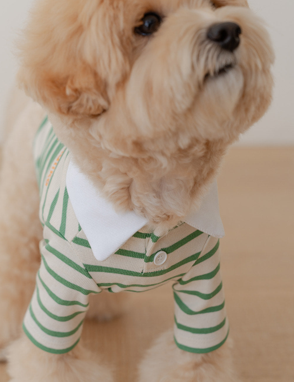 Preppy Collar T-Shirt 2 Colors