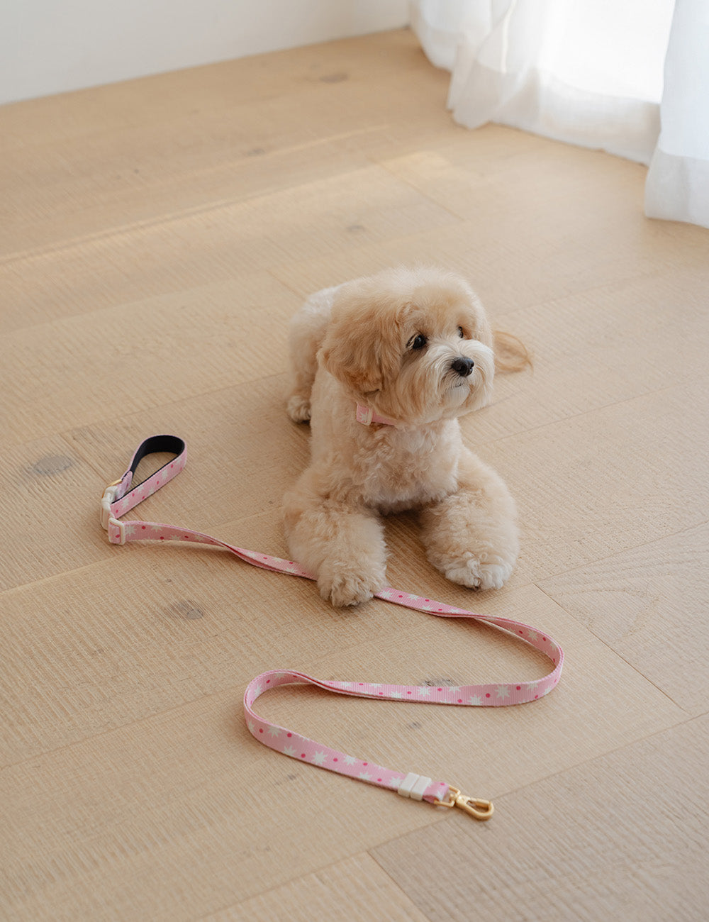 Star Pop Dot Hands-Free Leash 2 Colors
