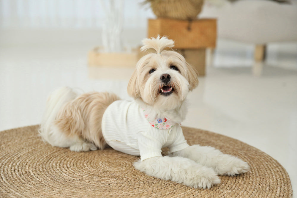 Floral Collar Crop Tee – Ivory