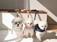 New Multi Leash 2.5 m – 3 Colors