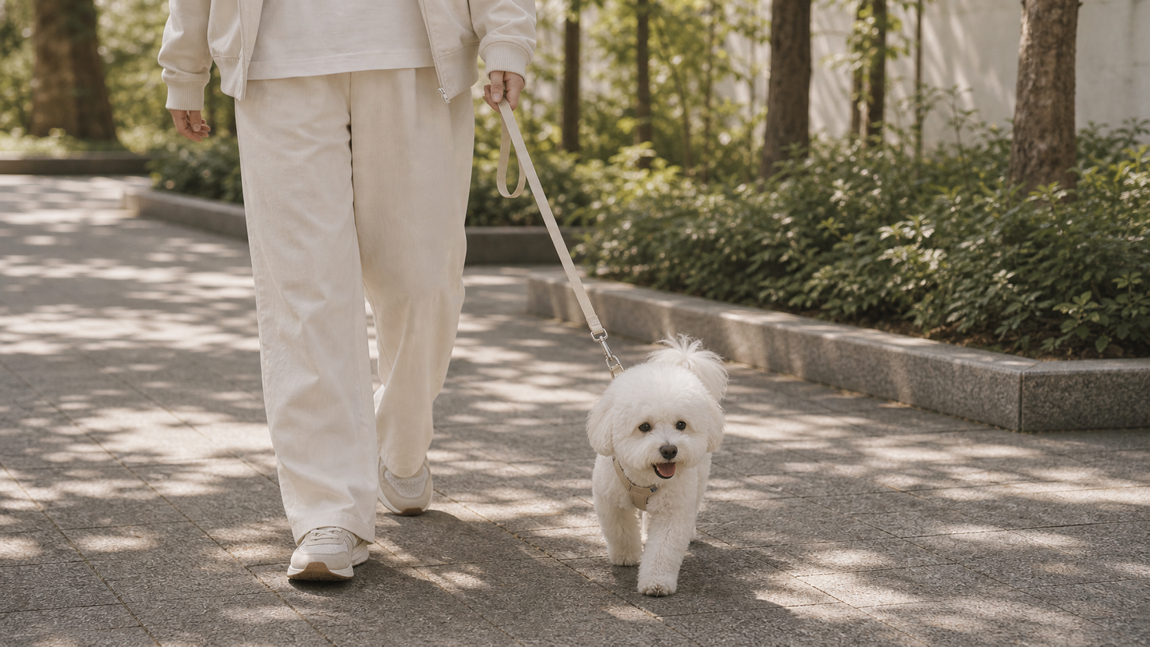 Dog walking with a refined leash